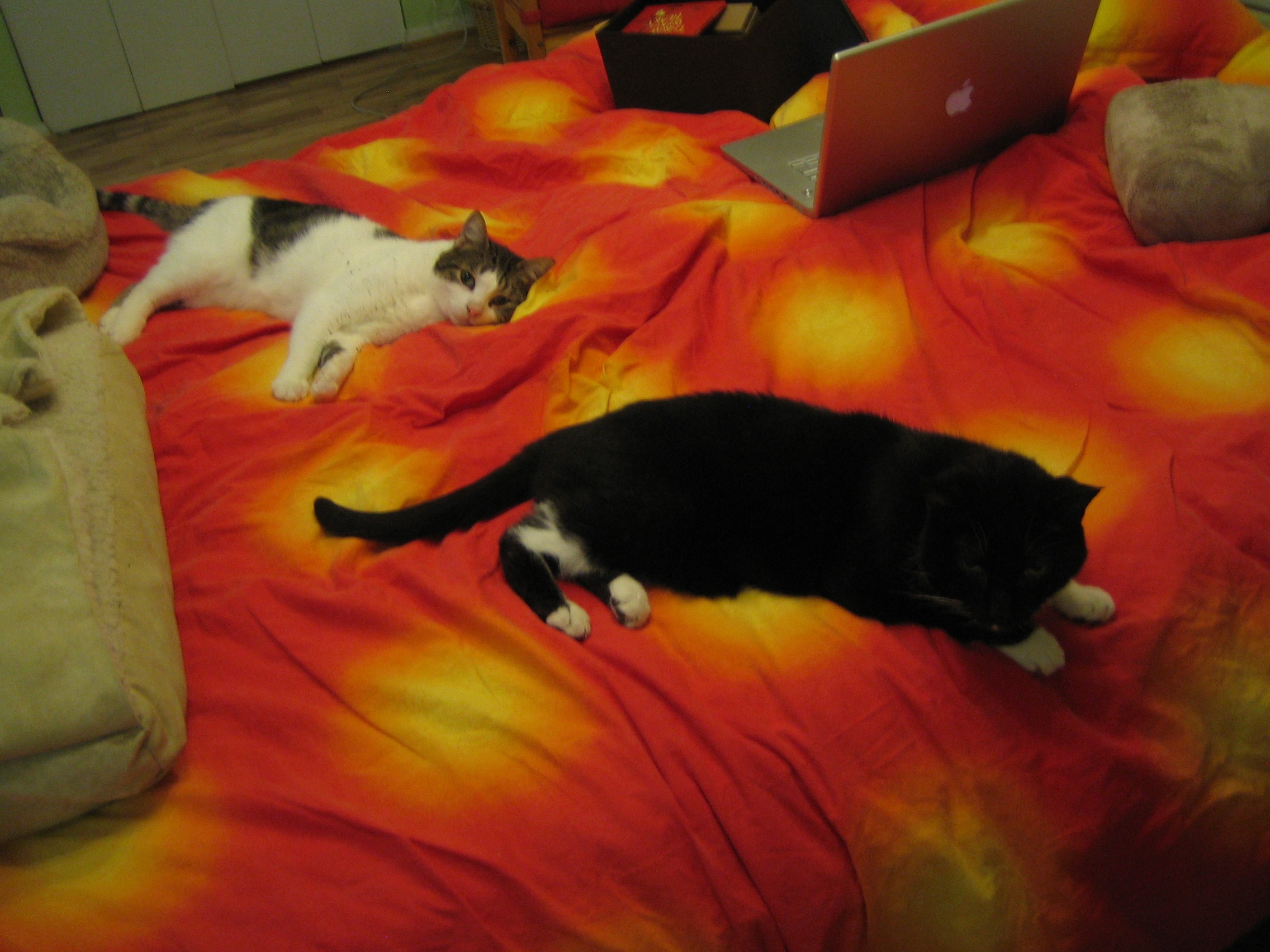 relaxed cats