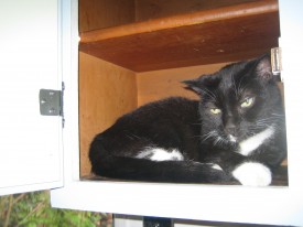 Felix enjoys the cabinets from 1961. Also does not seem concerned about lack of refrigeration.